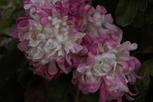 CHRYSANTHEMUM-24 (34)